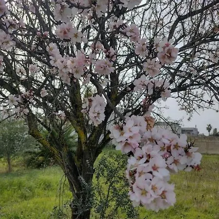 Il Giardino Di Alessandra Ταράντο