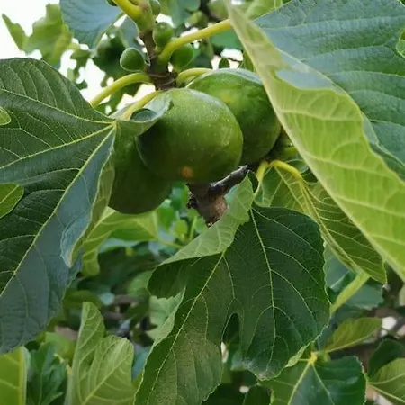 Il Giardino Di Alessandra Πανσιόν 4*