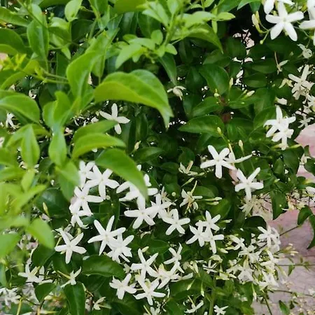 Il Giardino Di Alessandra 4* Ταράντο