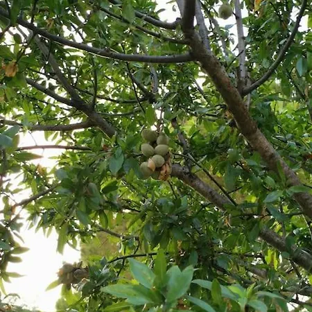 Il Giardino Di Alessandra Πανσιόν