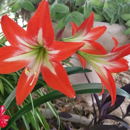 Il Giardino Di Alessandra