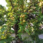 Il Giardino Di Alessandra 4* Taranto