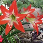 Il Giardino Di Alessandra