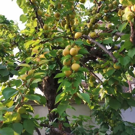 Il Giardino Di Alessandra 4* Tarente
