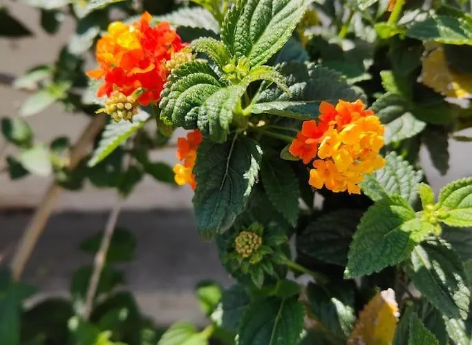 Gasthuis Il Giardino Di Alessandra 4*